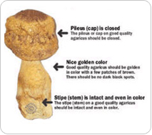 foot pad ingredients